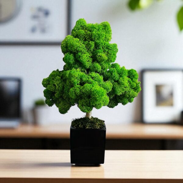 Drzewko bonsai z chrobotka w doniczce kwadratowej