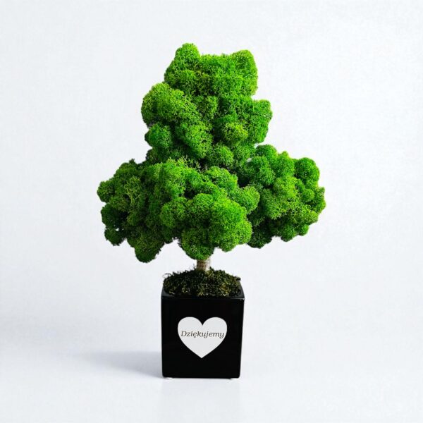 Drzewko bonsai z chrobotka w doniczce kwadratowej personalizacja