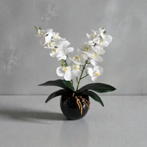 storczyk sztuczny biały